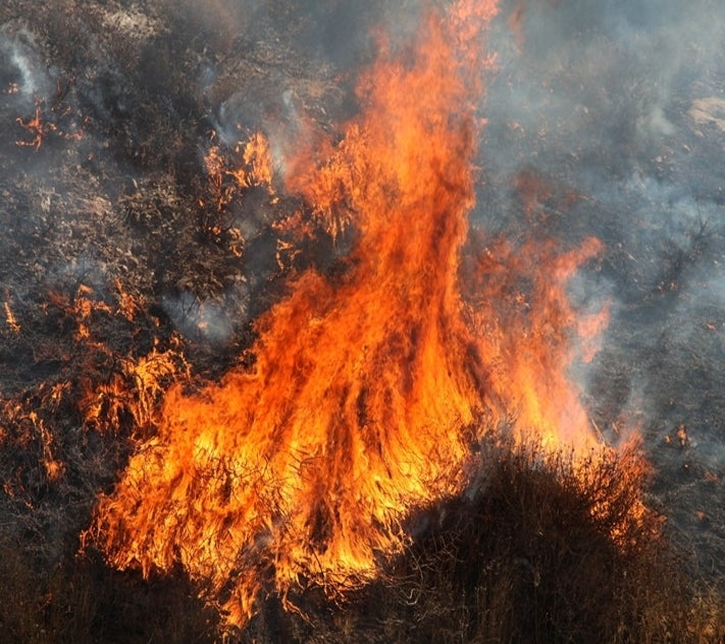 Brush Fire